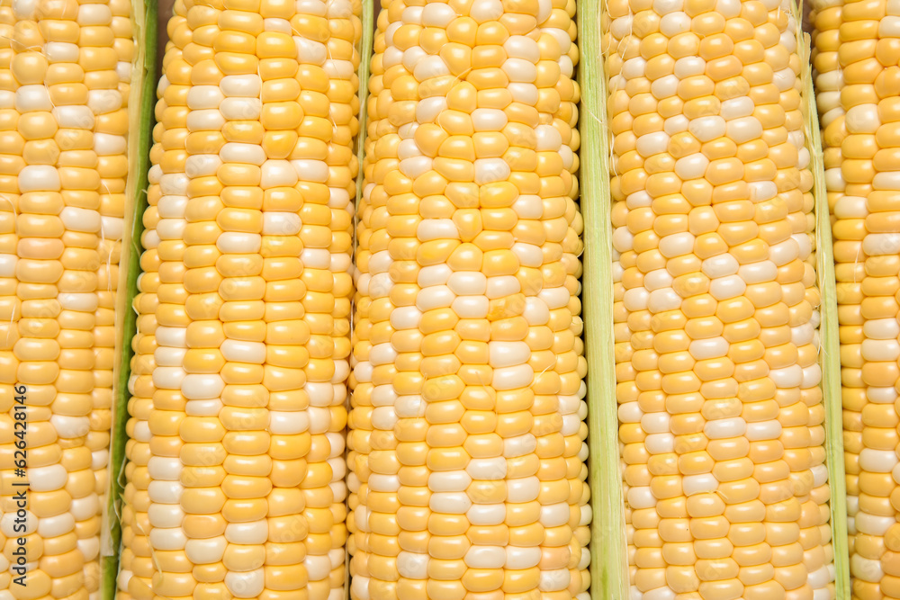 Fresh corn cobs as background