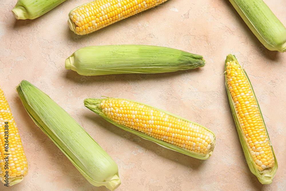 Fresh corn cobs on beige background