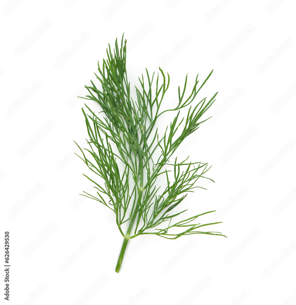 Fresh dill isolated on white background