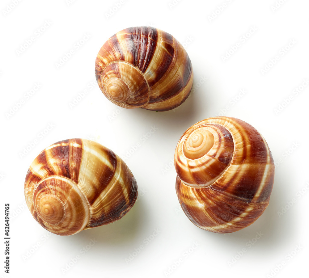 escargot snail on white background