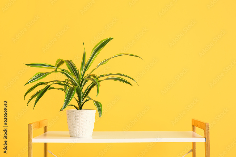 Green houseplant on shelf near yellow wall