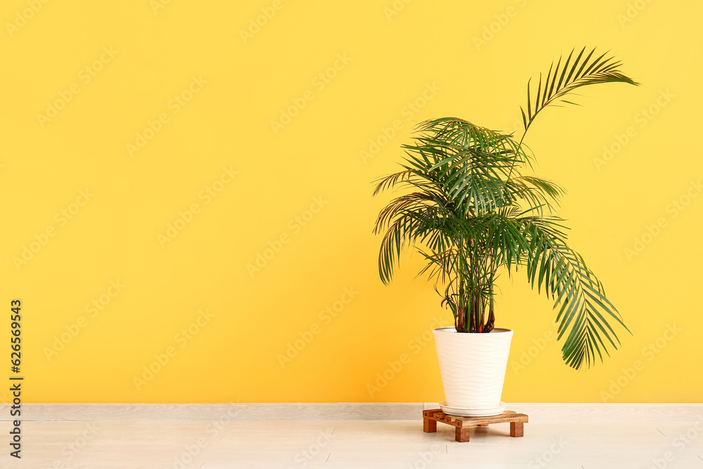 Potted palm tree near yellow wall in room