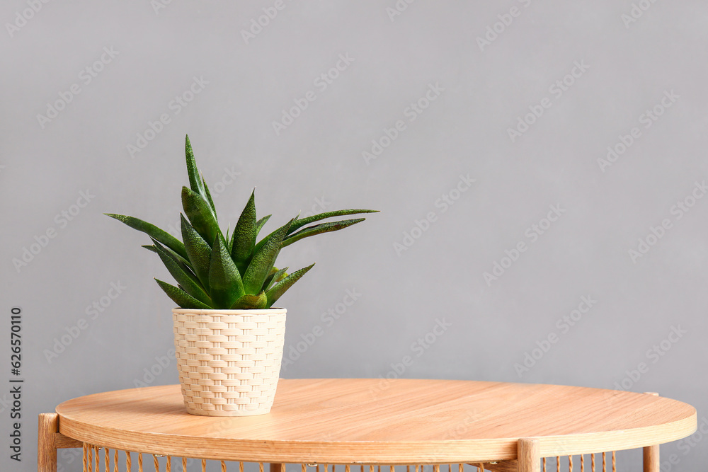 Green houseplant on table near grey wall