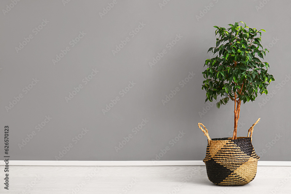 Ficus benjamina near grey wall in room