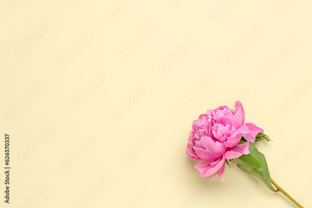 Fresh peony flower on color background