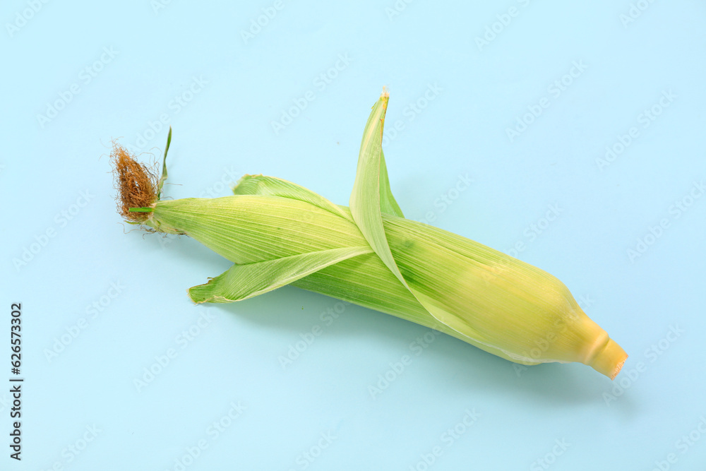 Fresh corn cob on blue background