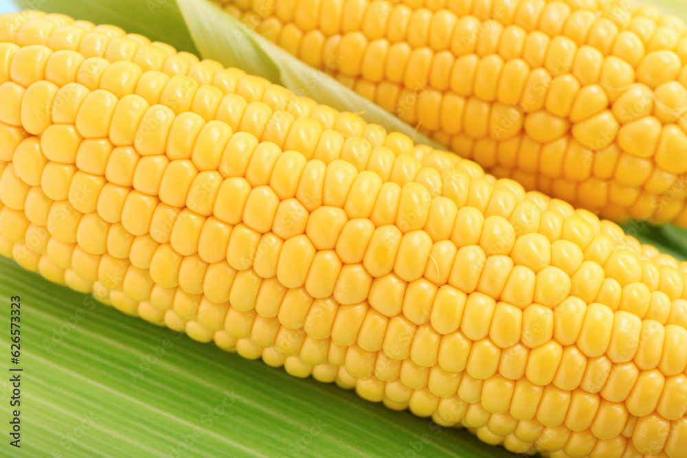 Texture of fresh corn cobs as background