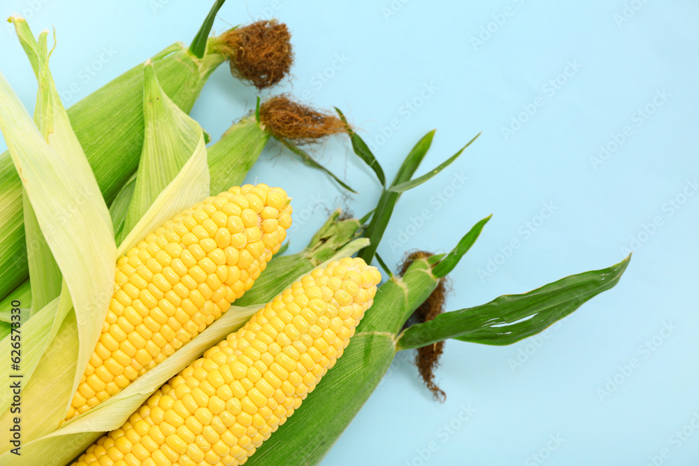 Fresh corn cobs on blue background