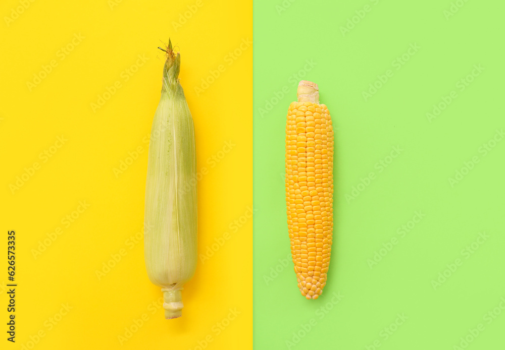 Fresh corn cobs on colorful background