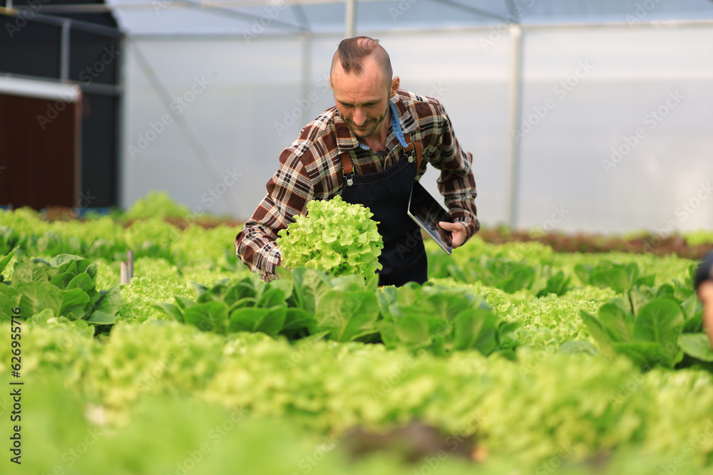 Farmer checking plant health in greenhouse system and harvesting. Farmer inspect farm products quali