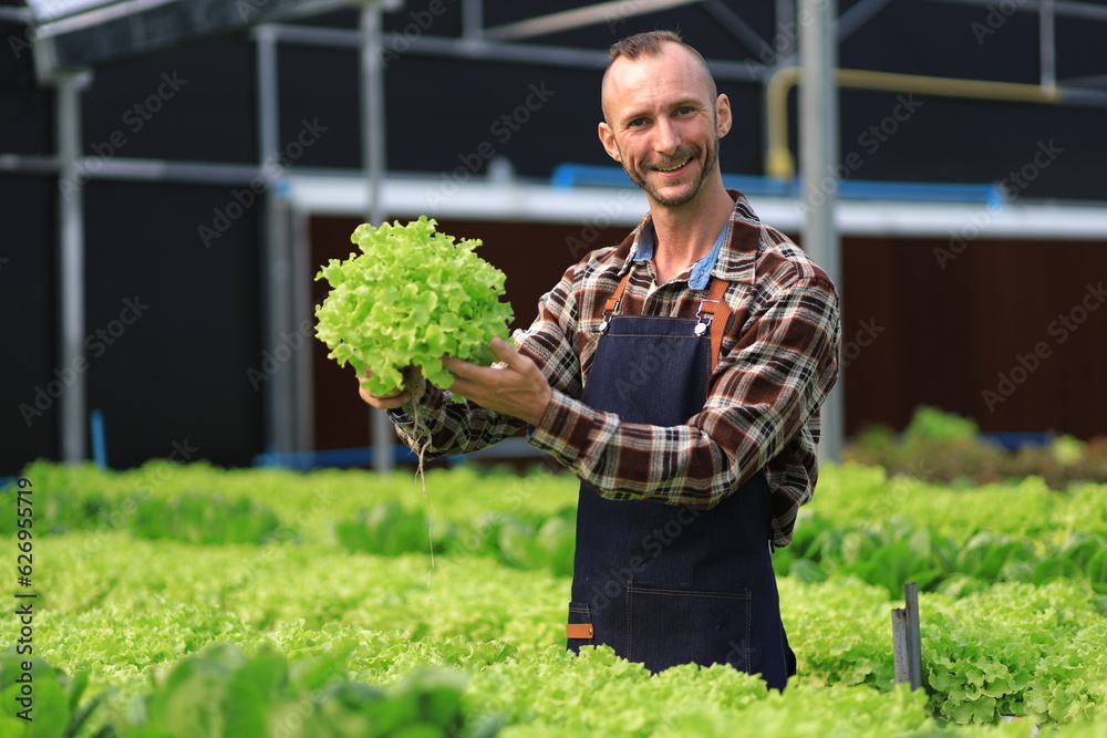 Farmer checking plant health in greenhouse system and harvesting. Farmer inspect farm products quali