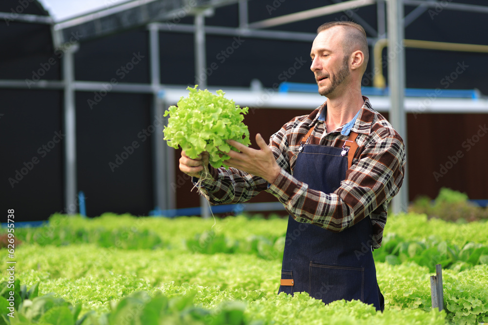 Farmer checking plant health in greenhouse system and harvesting. Farmer inspect farm products quali