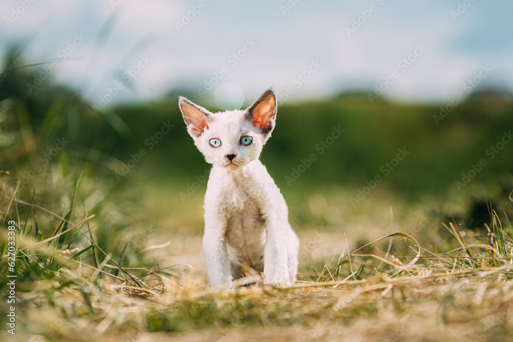 Sweet Devon Rex Cat Funny Curious Young White Devon Rex Kitten In Grass. Short-haired Cat Of English