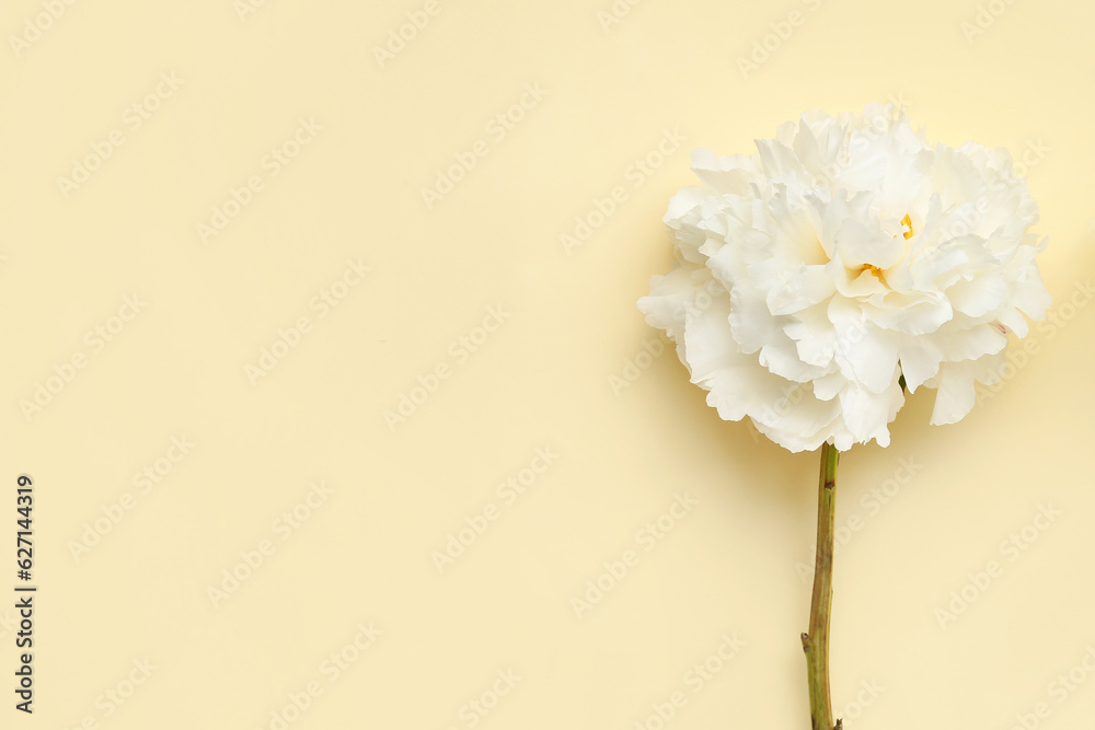 Beautiful white peony flower on color background