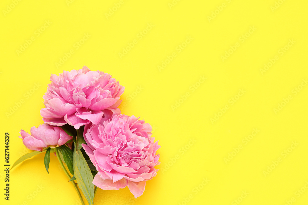 Beautiful peony flowers on yellow background