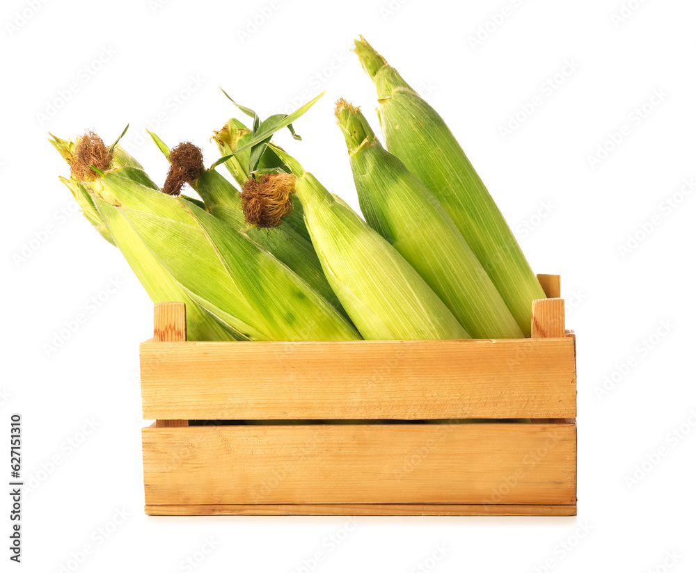 Wooden box with fresh corn cobs on white background