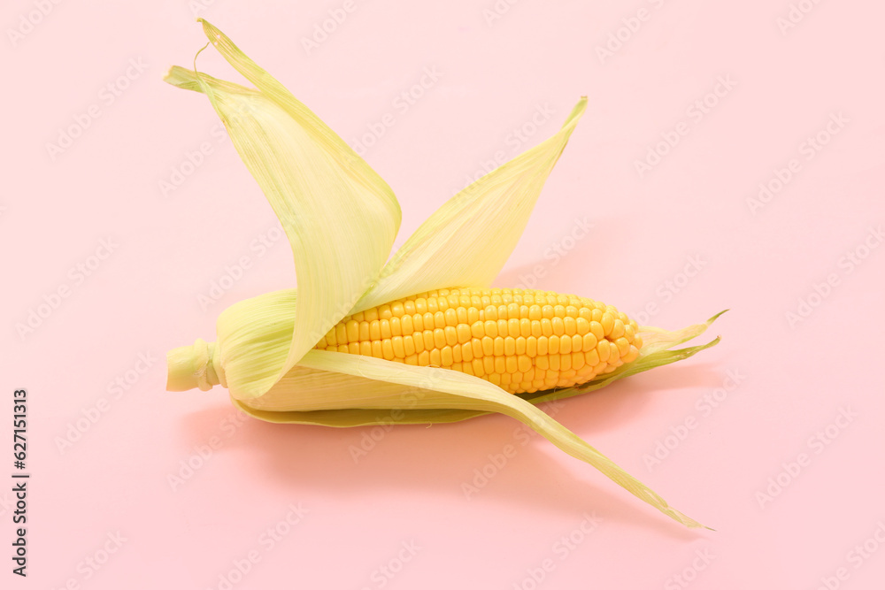 Fresh corn cob on pink background