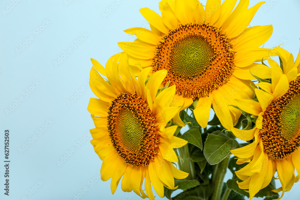 Bouquet of beautiful sunflowers on blue background, closeup