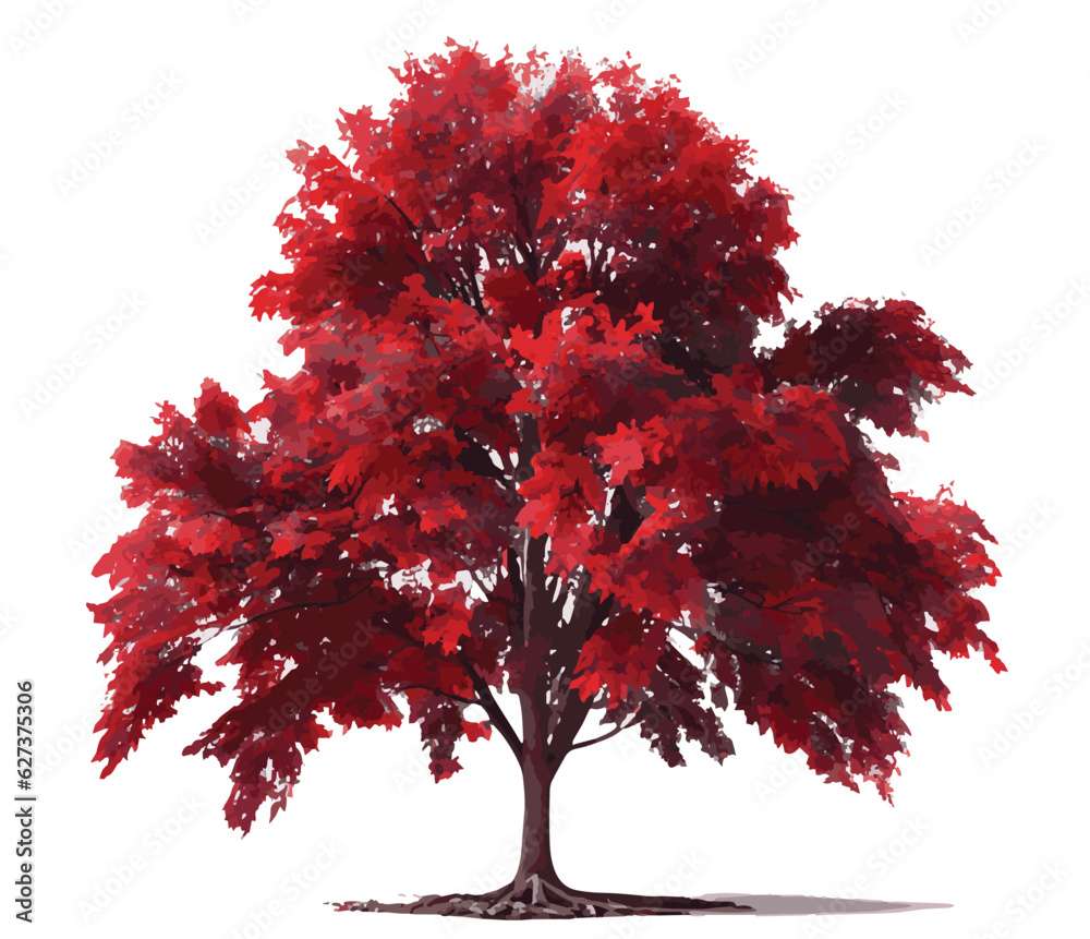 maple tree isolated on white background