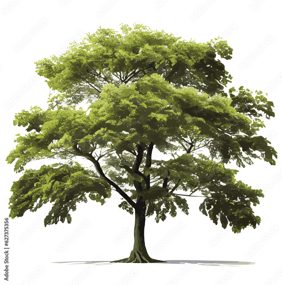 tree isolated on white