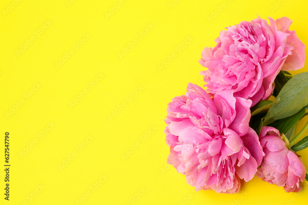 Beautiful peony flowers on yellow background