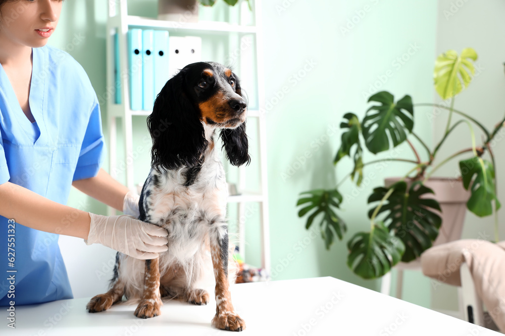 Female veterinarian with cocker spaniel in clinic