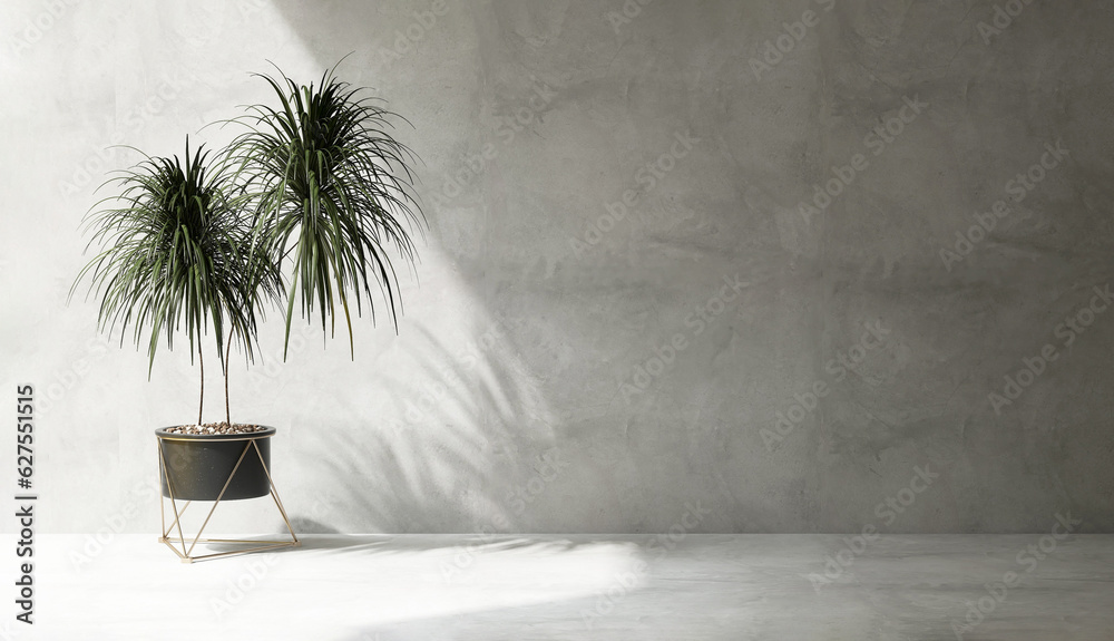 Clean, blank polished cement wall with tropical dracaena tree in round black pot gold stand on cemen