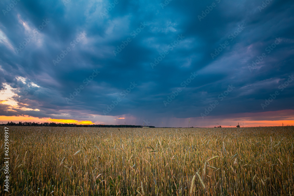 Summer Rainy Sunset Evening Above Countryside Rural Wheat Field Landscape. Scenic Dramatic Sky With 