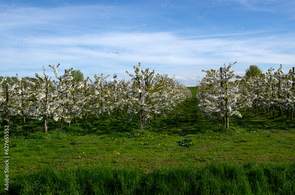 Blooming  tree in the garden