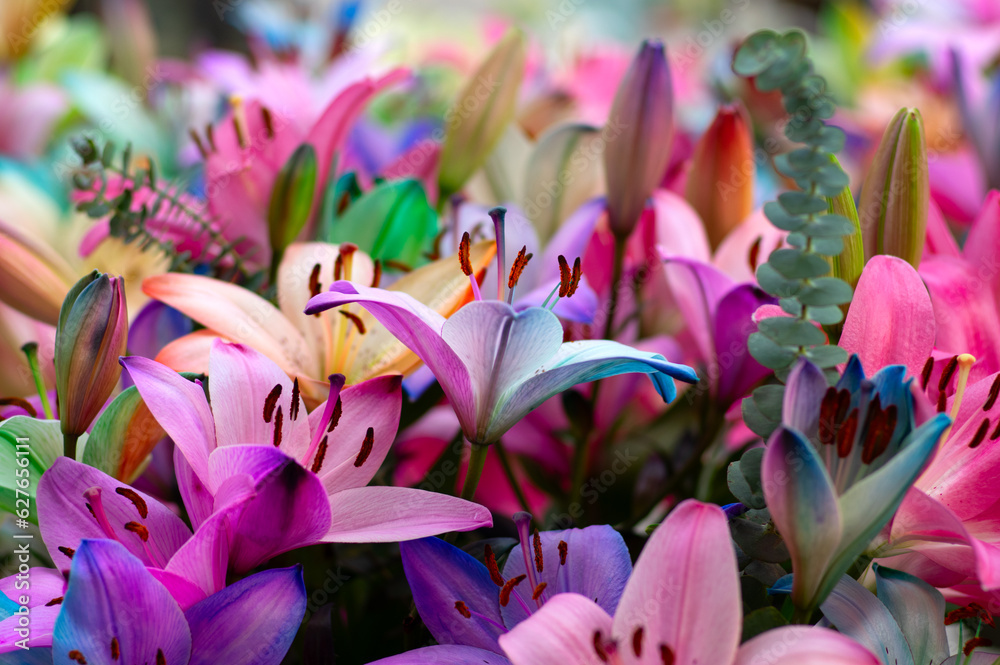 Multi-colored lily close-up