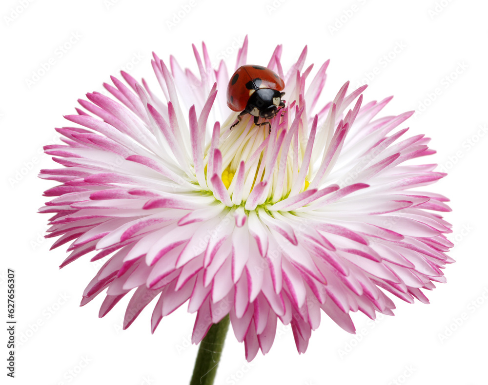 Ladybug on the chamomiles flower