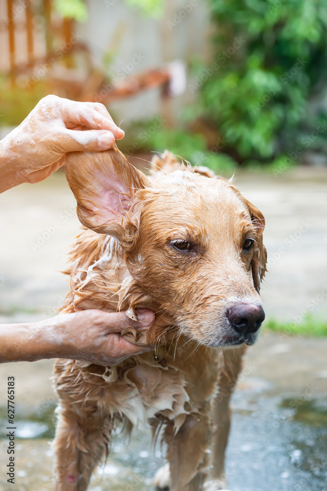 The girls hands wash the dog in a bubble bath. The groomer washes his golden retriever with a showe