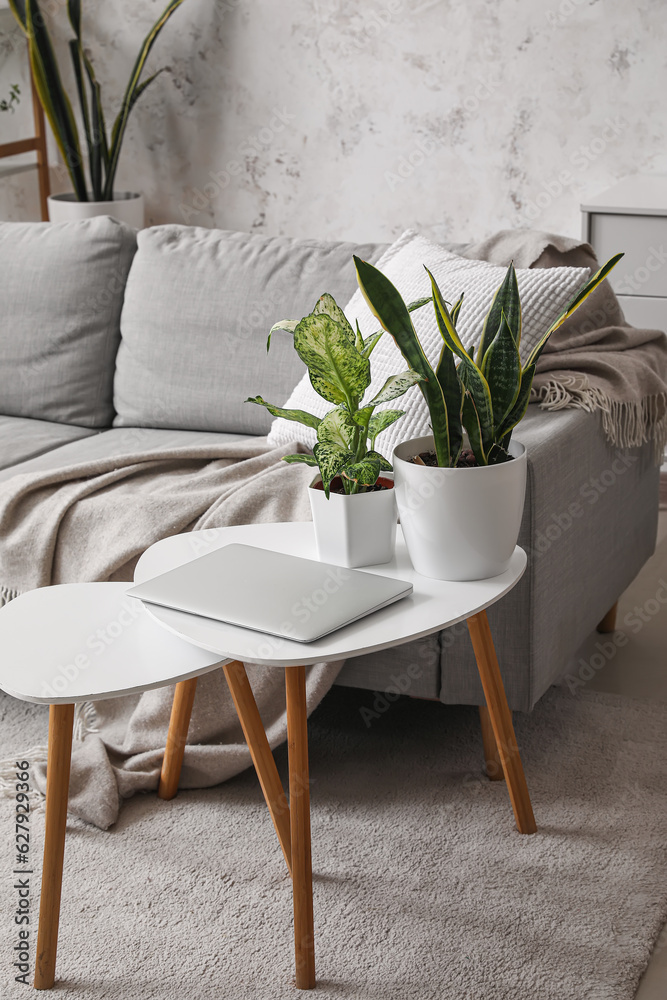 Green houseplants with laptop on table in living room