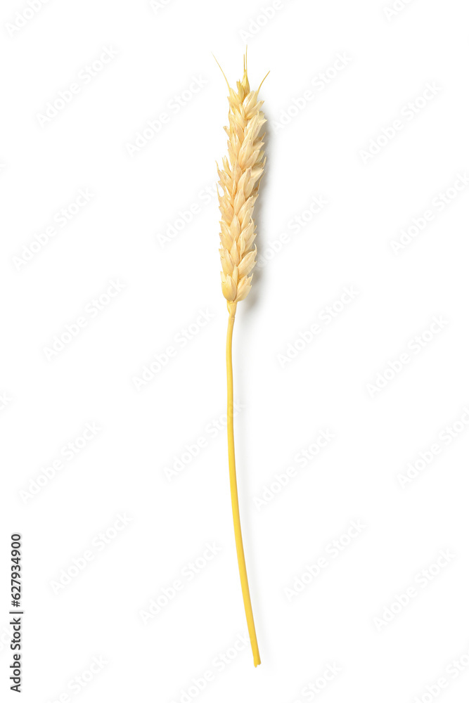 Wheat ear isolated on white background