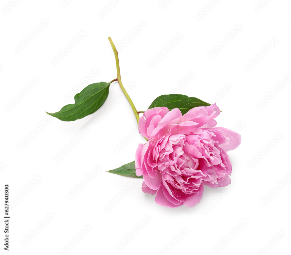 Beautiful pink peony flower isolated on white background