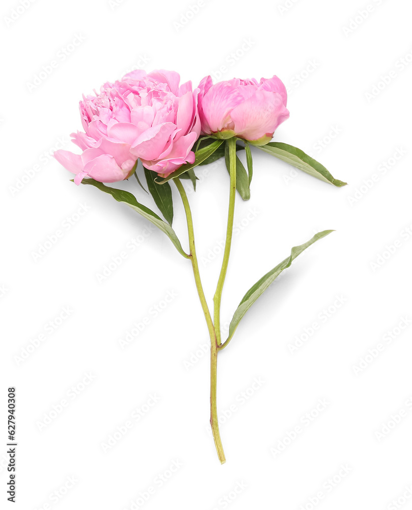 Pink peony flowers isolated on white background