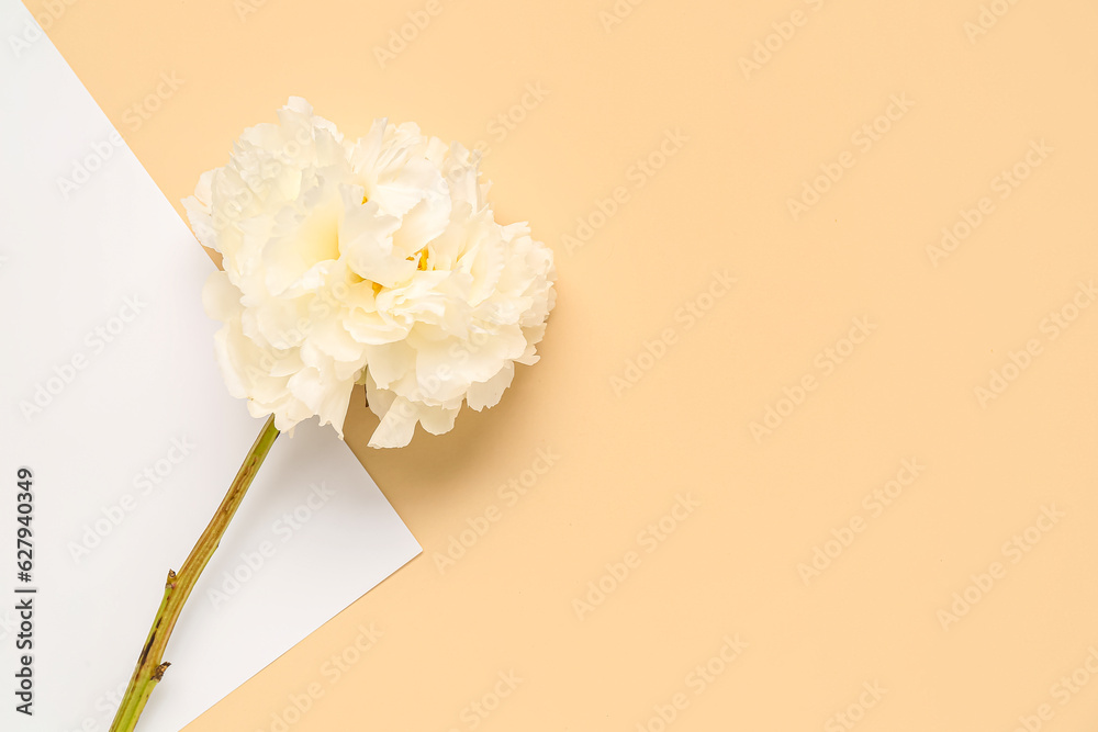 White peony flower on color background