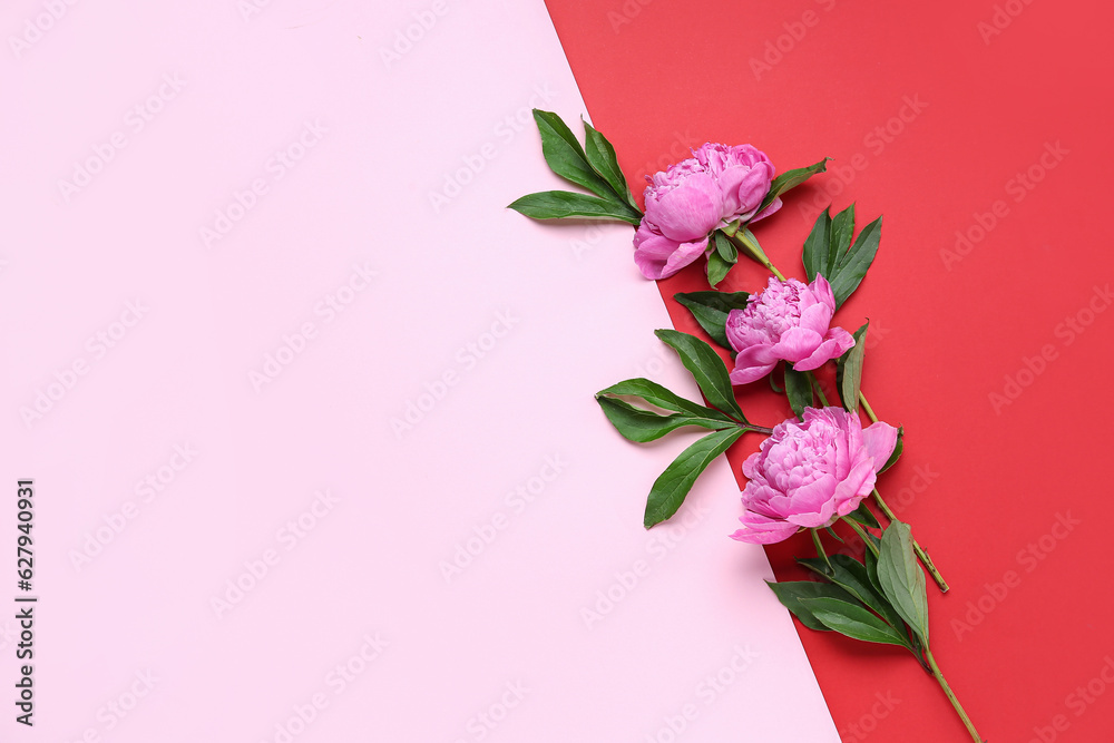 Composition with beautiful peony flowers and leaves on color background