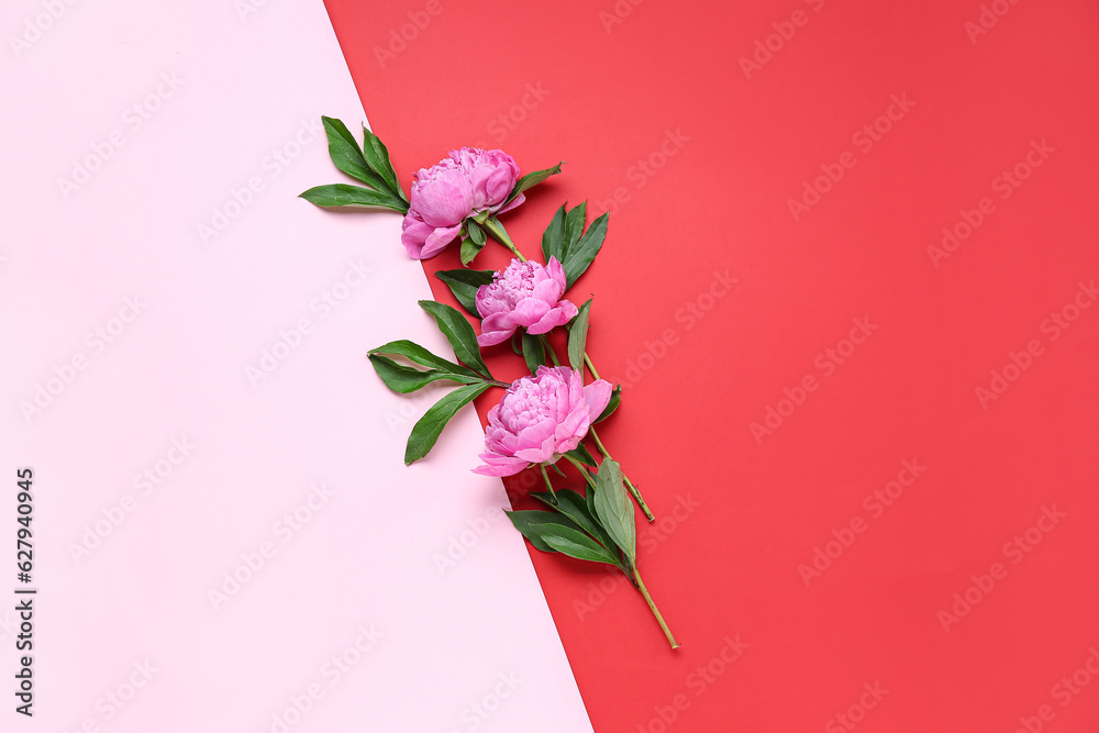 Composition with beautiful peony flowers and leaves on color background