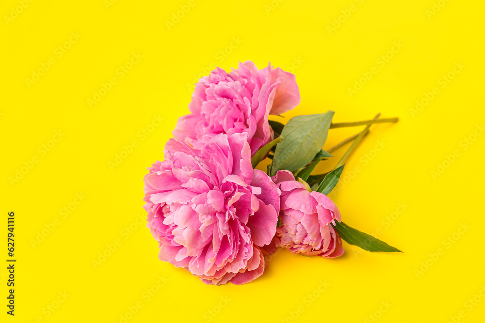 Beautiful peony flowers on yellow background