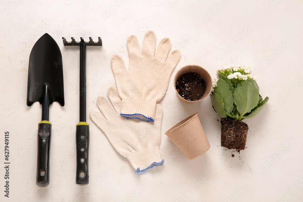 Different gardening tools and plant on light background