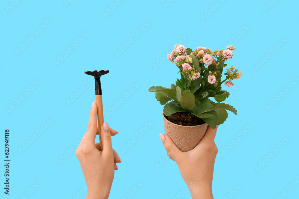 Woman with gardening rake and plant on blue background