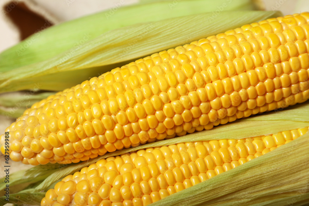 Fresh corn cobs on white table, closeup