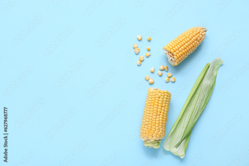 Fresh corn cobs and kernels on blue background