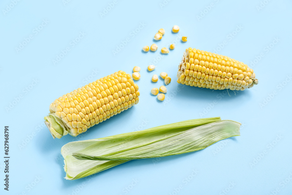 Fresh corn cobs and kernels on blue background