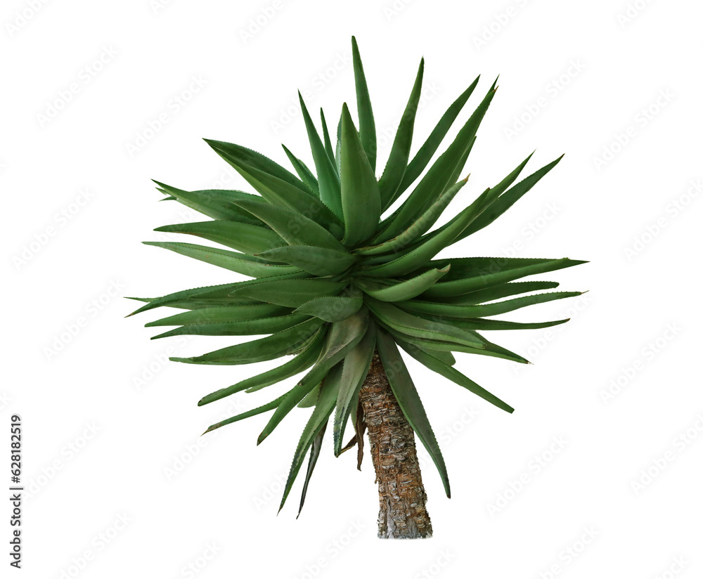 Different desert plants on sand in park