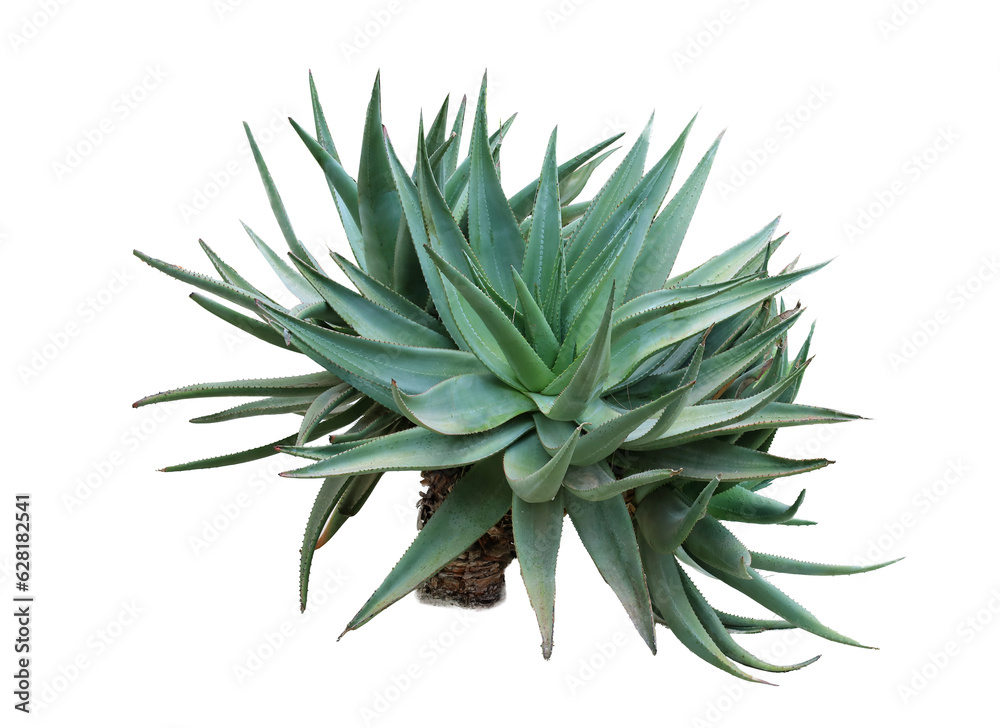 Green desert plant on white background