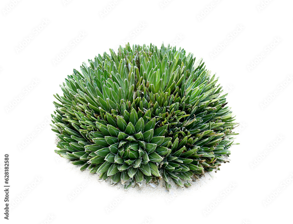 Green succulent plant on white background