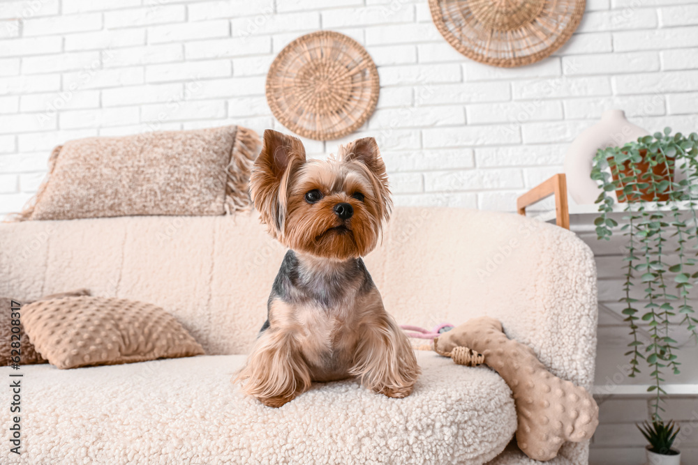 Cute small Yorkshire terrier dog sitting on sofa in living room