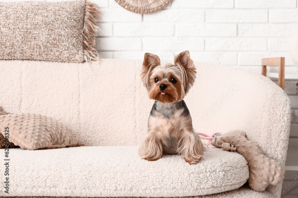 Cute small Yorkshire terrier dog sitting on sofa in living room